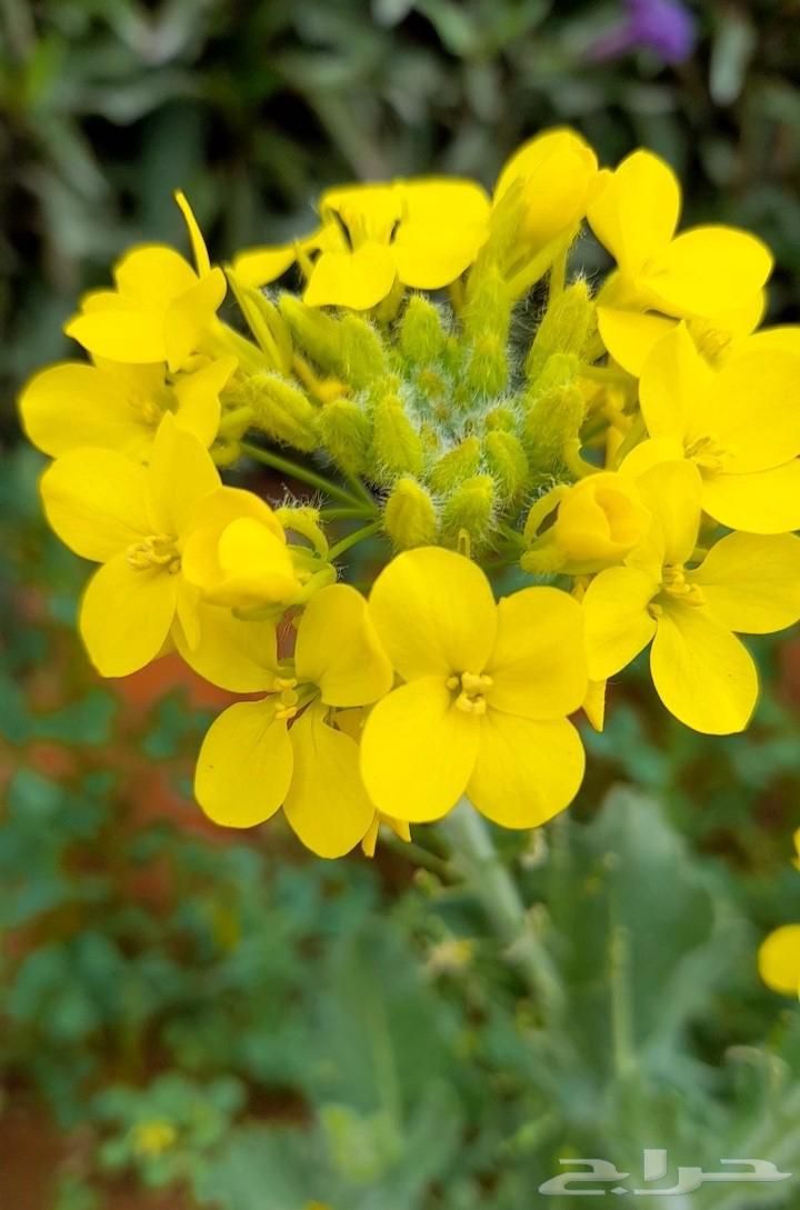 بذور اليهق الاصفر64431197148931112