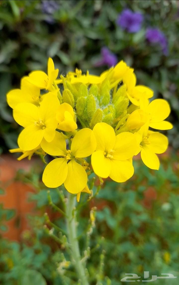 بذور اليهق الاصفر64431197148931110