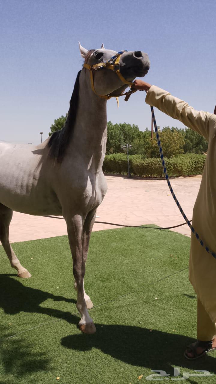 خيول شعبيه64430589342721112