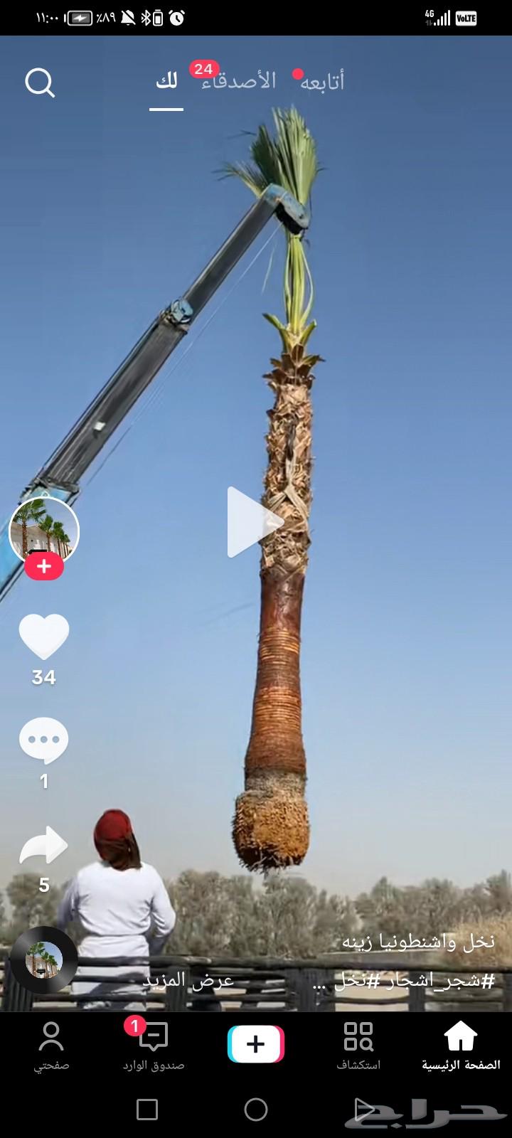 Decorative palm trees for sale with delivery to all areas of the Kingdom64431278360193114