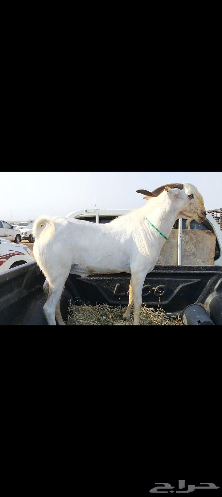 تيس بيشي على السوم64402789930115110