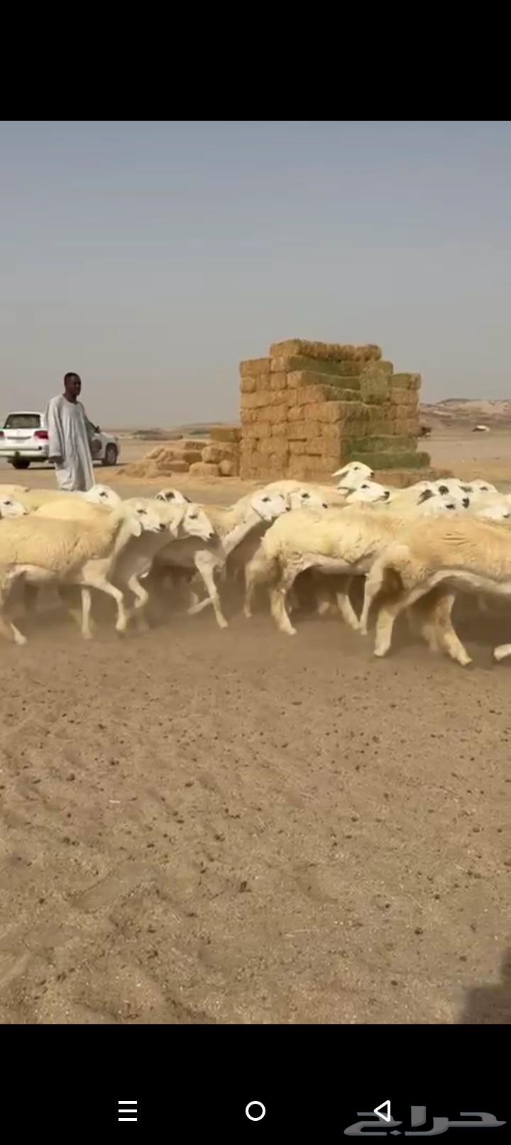 غنم حريات رخال طيبه صنف الصنف64429317339523114