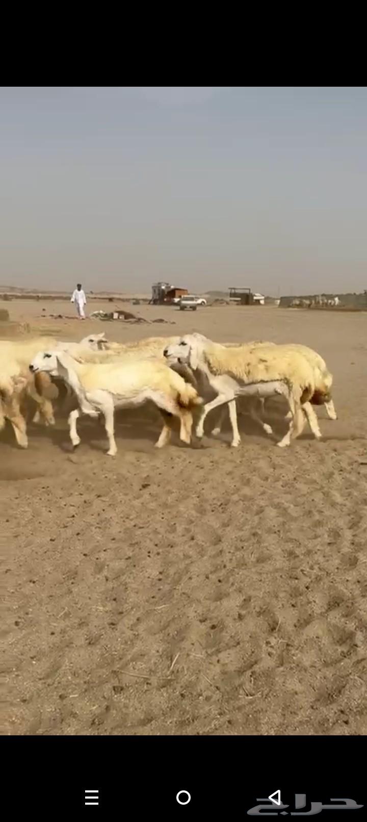 غنم حريات رخال طيبه صنف الصنف64429317339523113