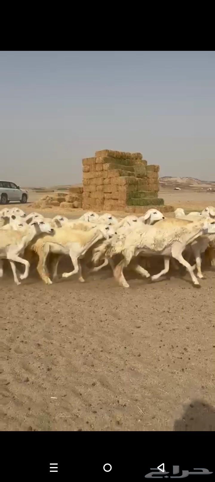 غنم حريات رخال طيبه صنف الصنف64429317339523110