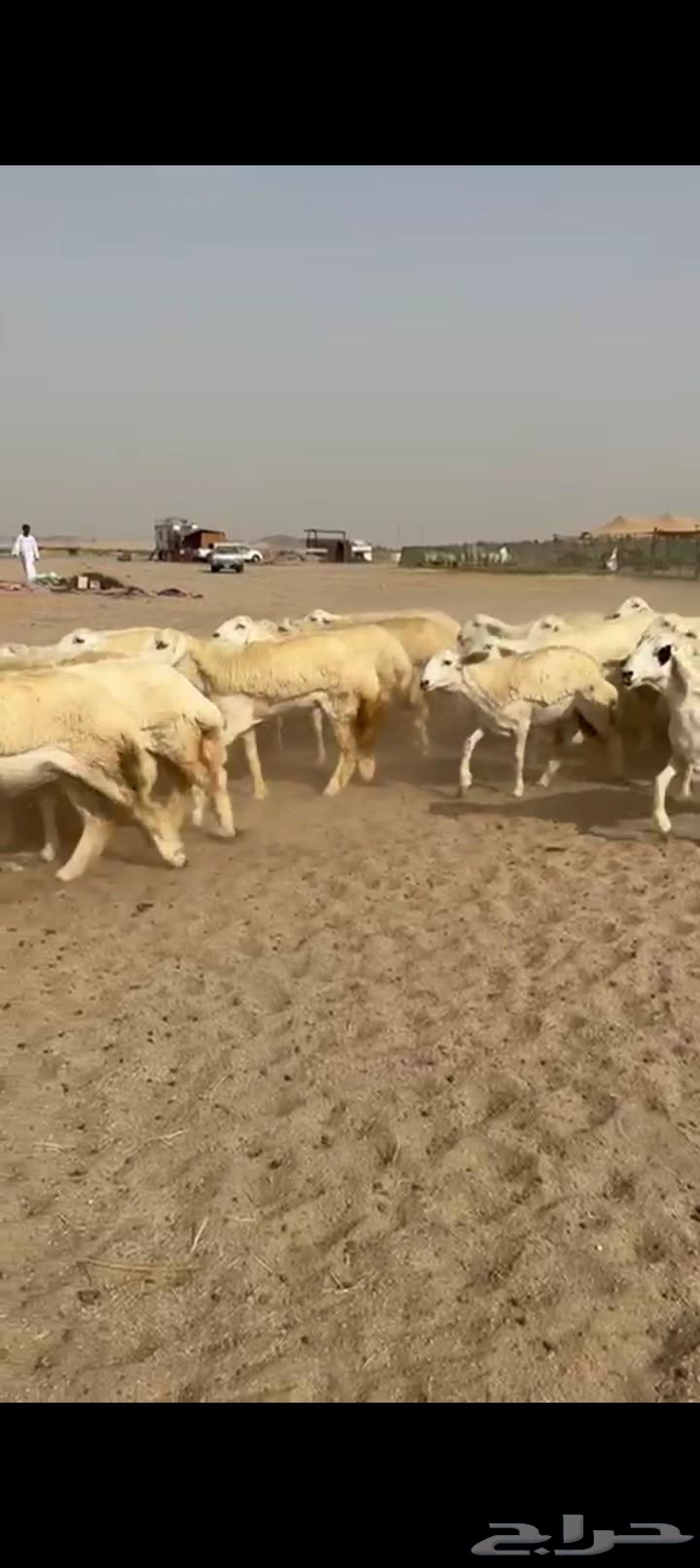 غنم حريات رخال طيبه صنف الصنف64429317339523111