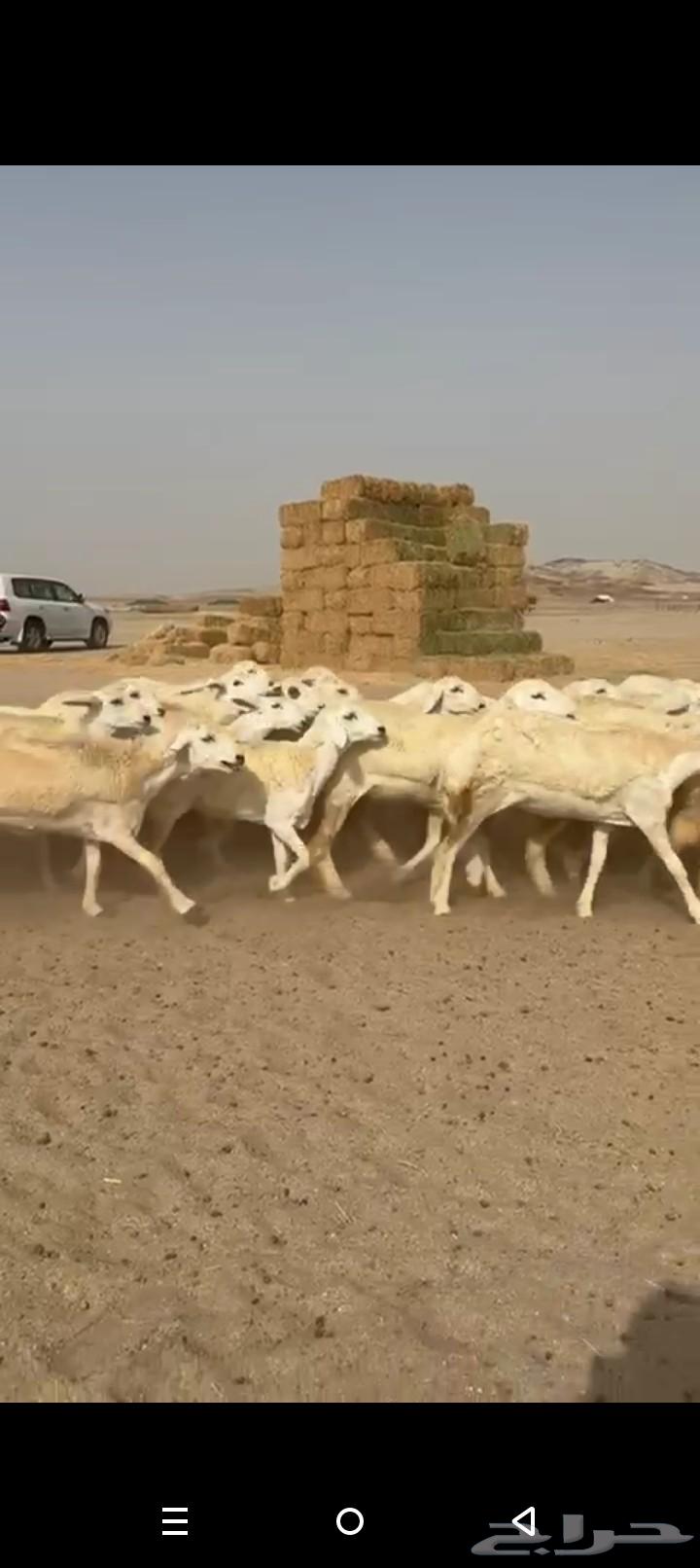 غنم حريات رخال طيبه صنف الصنف64429317339523112