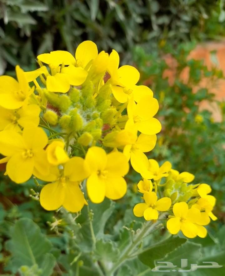 بذور اليهق الاصفر64431197148931111