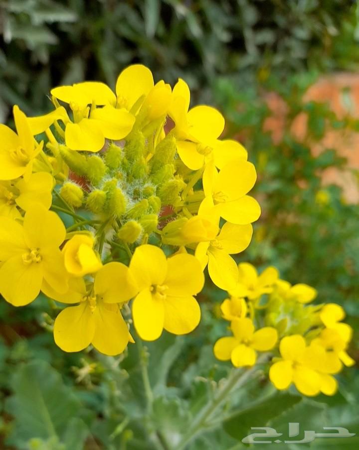 بذور اليهق الاصفر64431197148931113