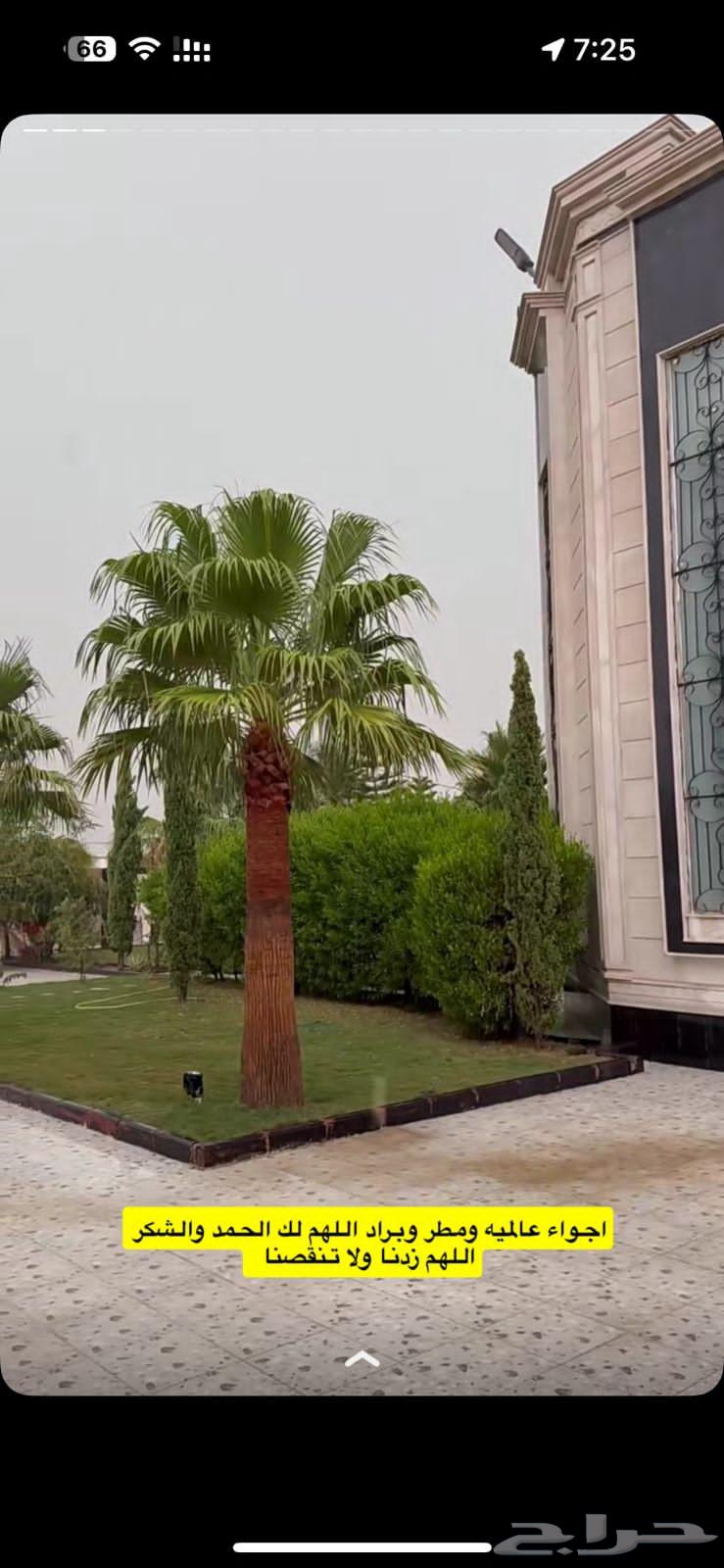 Decorative palm trees for sale with delivery to all areas of the Kingdom64431278360193113