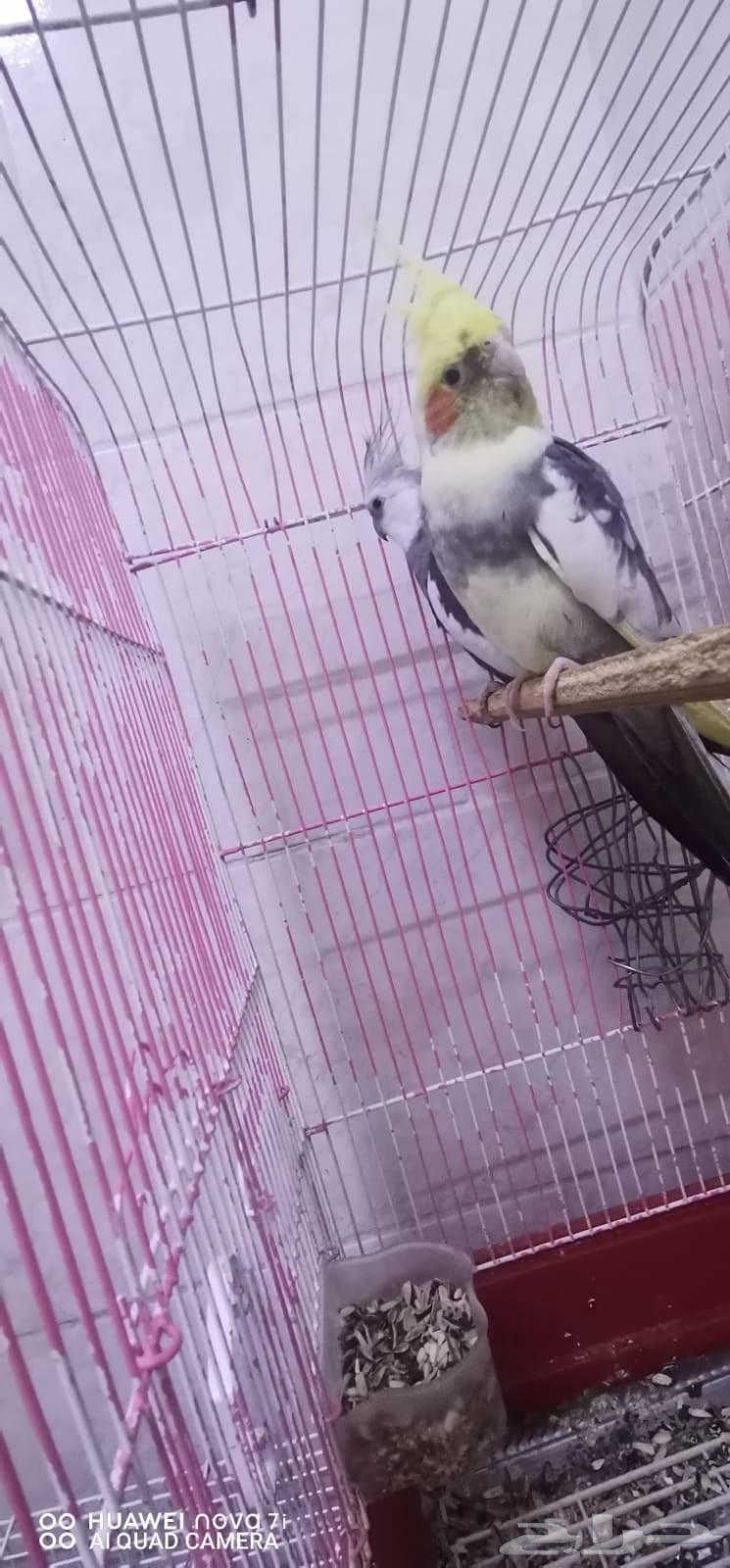 طيور كروان64426928596482112