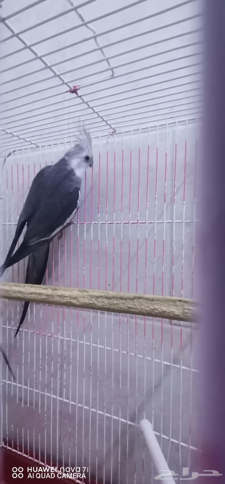 طيور كروان64426928596482113