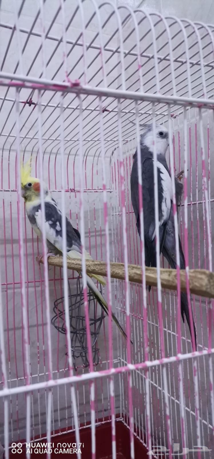 طيور كروان64426928596482111