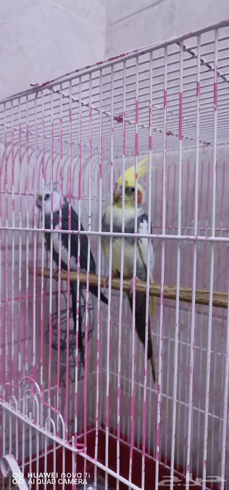 طيور كروان64426928596482110