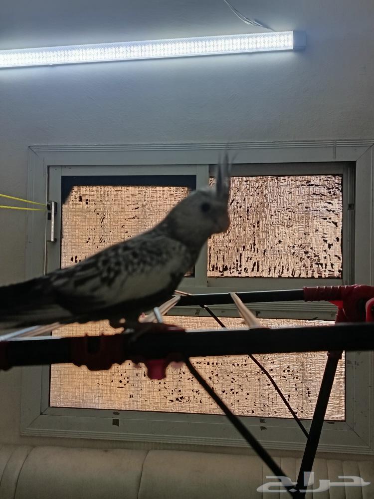 فرخ كروان للبيع أعلى سوم64430286146947112