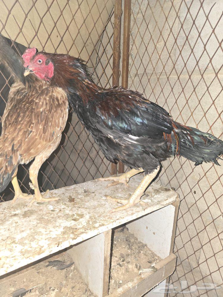 Persian, Pakistani, and Shamoo Roosters64432768609667112