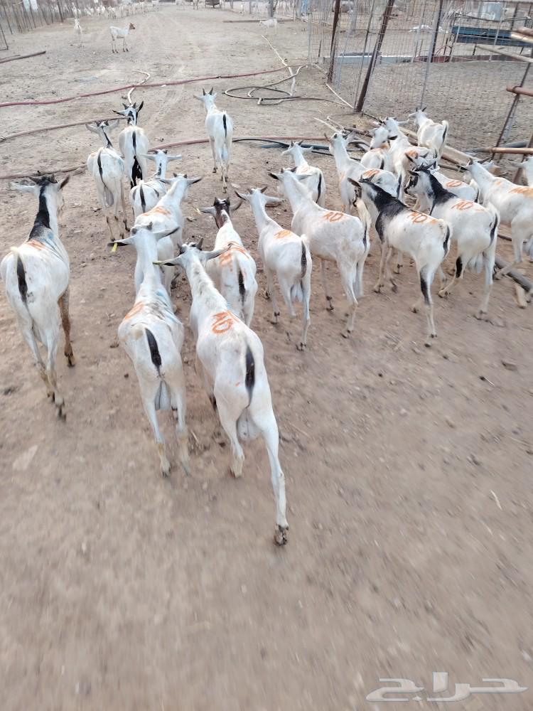 للتجار والملاحم والجملة تيوس جذعان وثنيان باسعار ممتازة64426402670338112