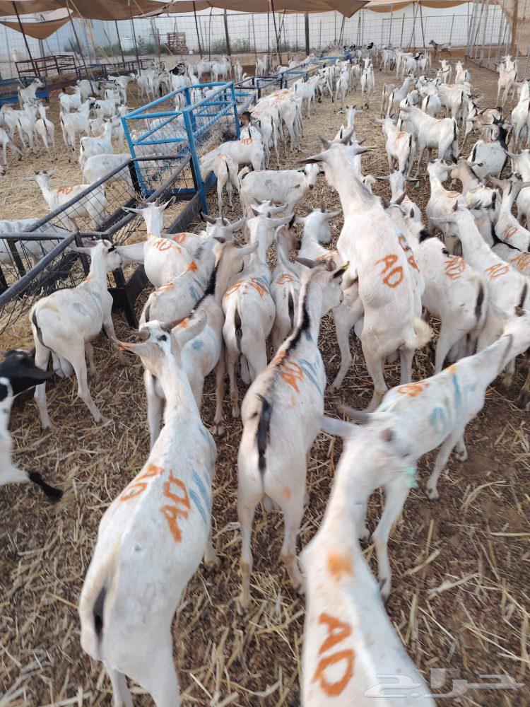 للتجار والملاحم والجملة تيوس جذعان وثنيان باسعار ممتازة64426402670338110