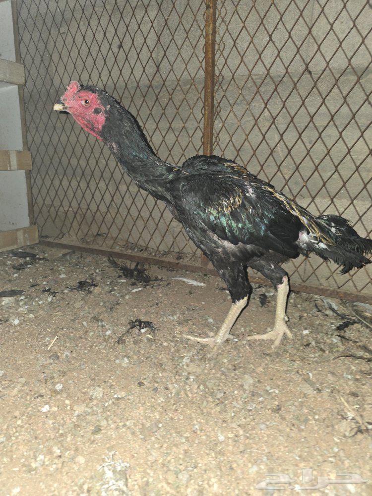 Persian, Pakistani, and Shamoo Roosters64432768609667111