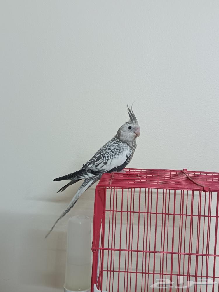 فرخ كروان للبيع أعلى سوم64430286146947111