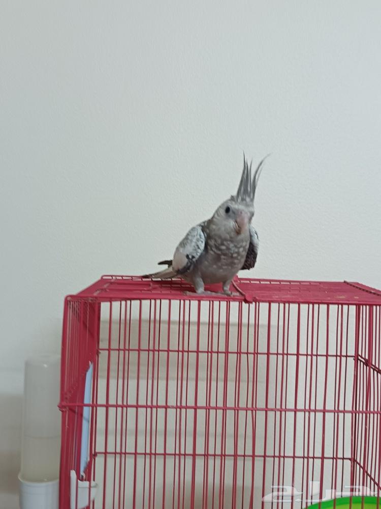 فرخ كروان للبيع أعلى سوم64430286146947110