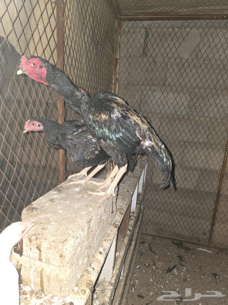 Persian, Pakistani, and Shamoo Roosters64432768609667114