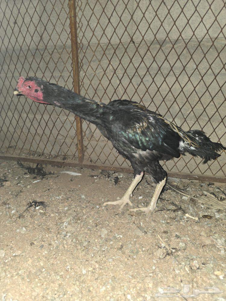 Persian, Pakistani, and Shamoo Roosters64432768609667110