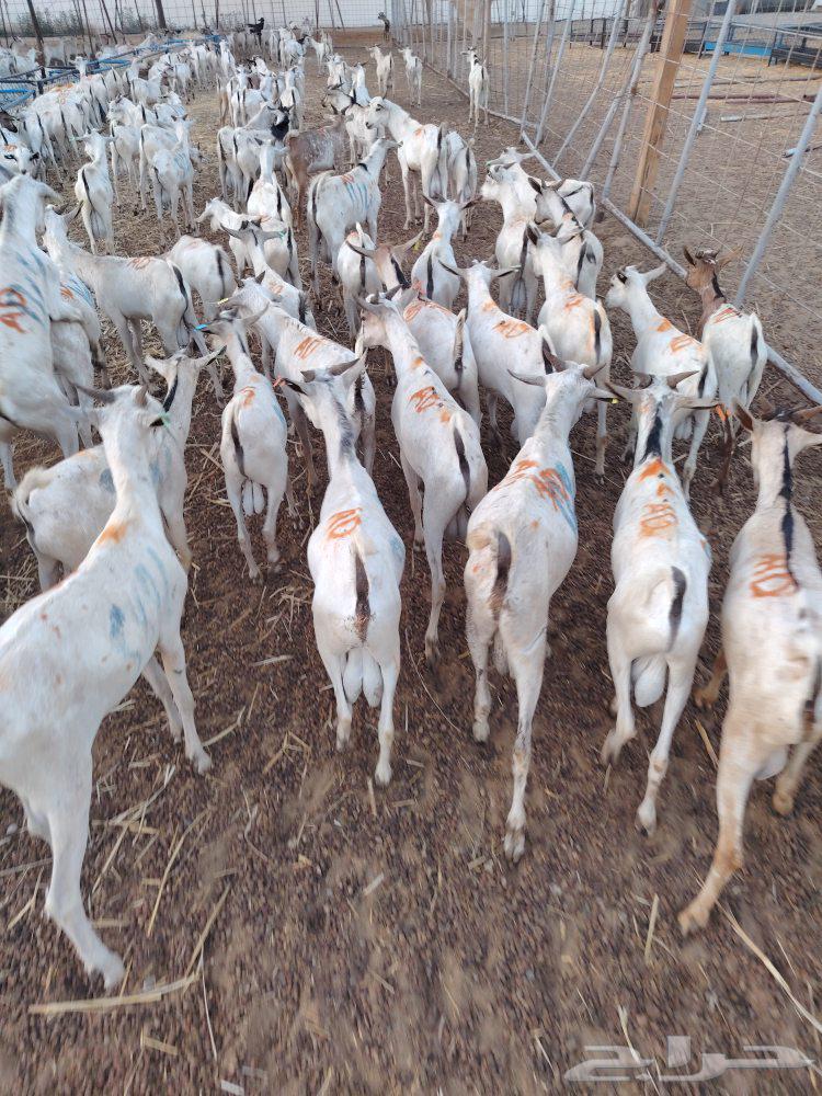 للتجار والملاحم والجملة تيوس جذعان وثنيان باسعار ممتازة64426402670338111