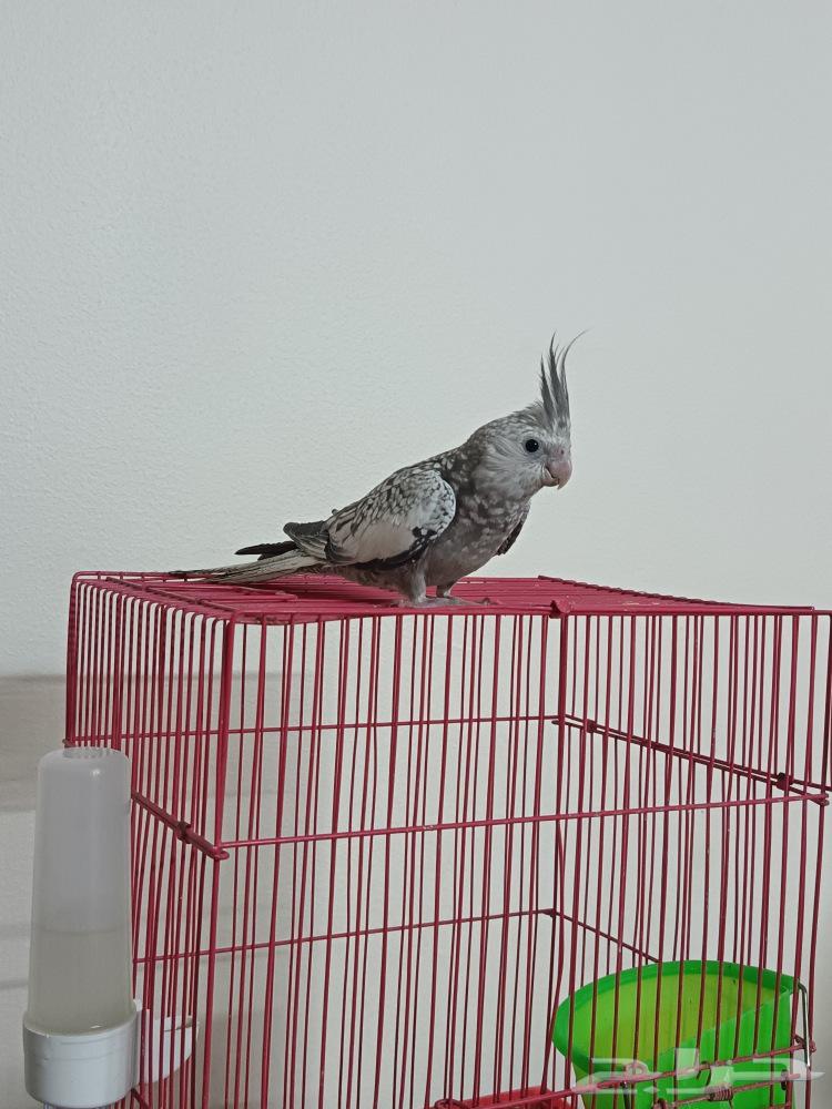 فرخ كروان للبيع أعلى سوم64430286146947113