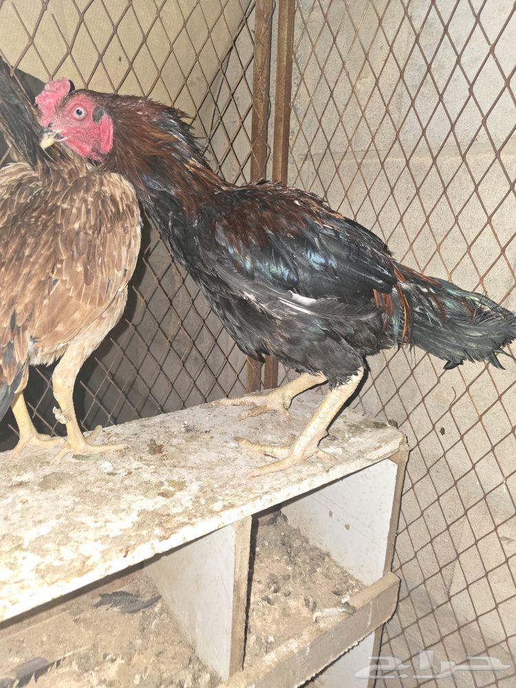 Persian, Pakistani, and Shamoo Roosters64432768609667113