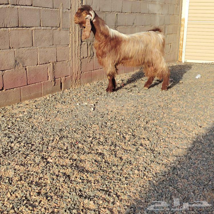 Male goat, yellow color, curved horns, with condition healthy from all virgins64429586687363110