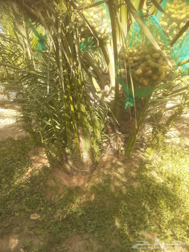 نخل للبيع64432618990337110