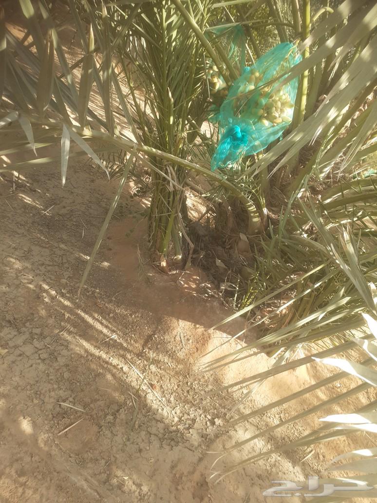 نخل للبيع64432618990337111
