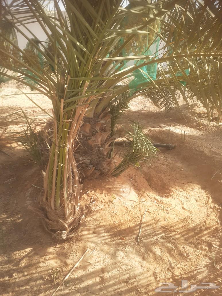 نخل للبيع64432618990337112