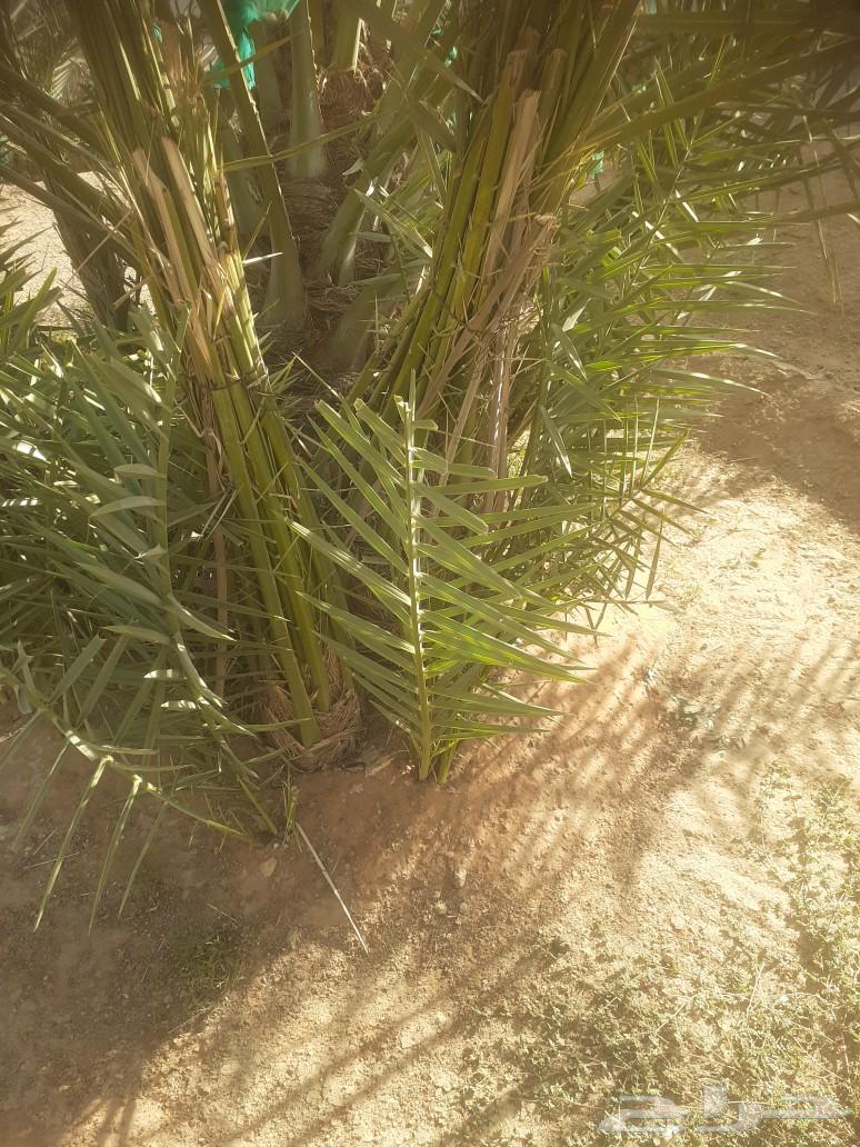 نخل للبيع64432618990337113