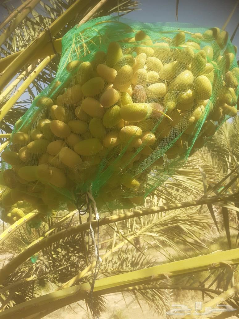 نخل للبيع64432618990337114