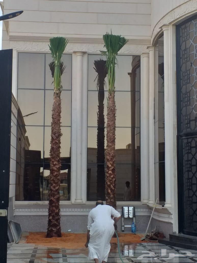 نخل واشنطونيا زينه للبيع64430084328322110