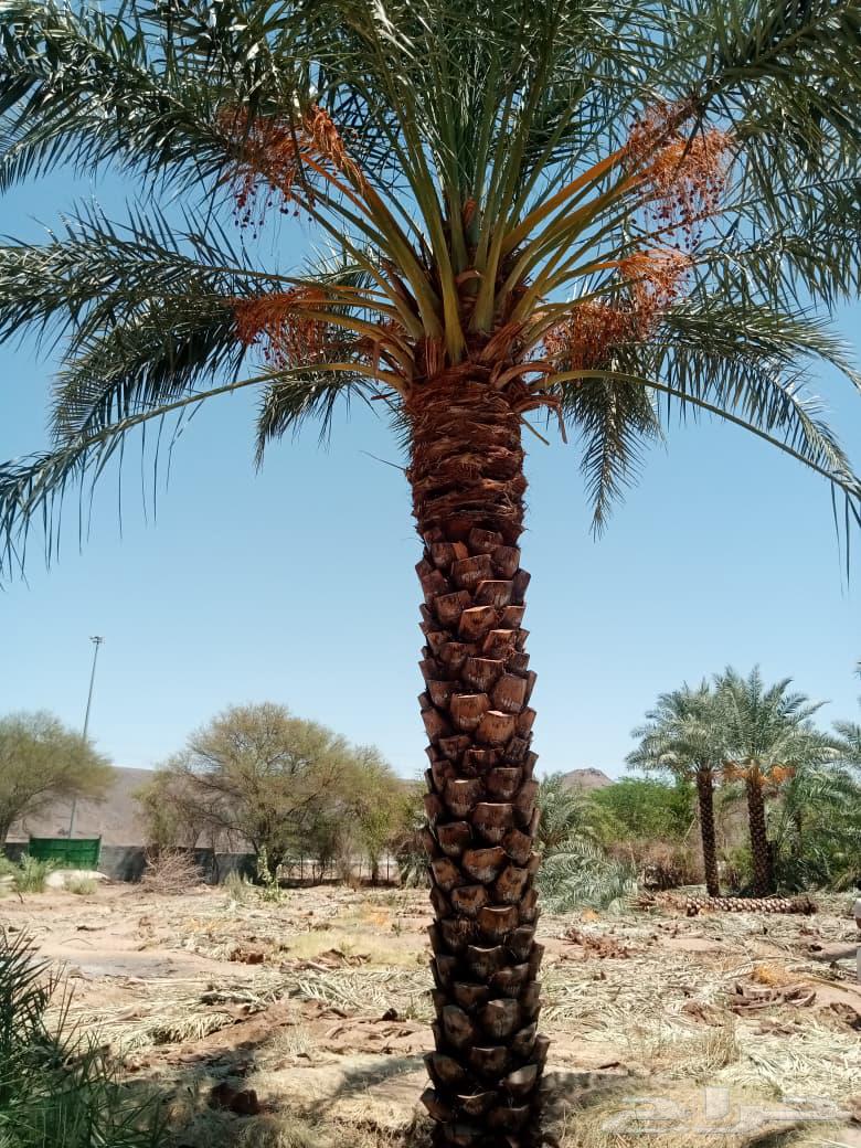 We have palm trees for sale in all suitable sizes and varieties64427317502209110