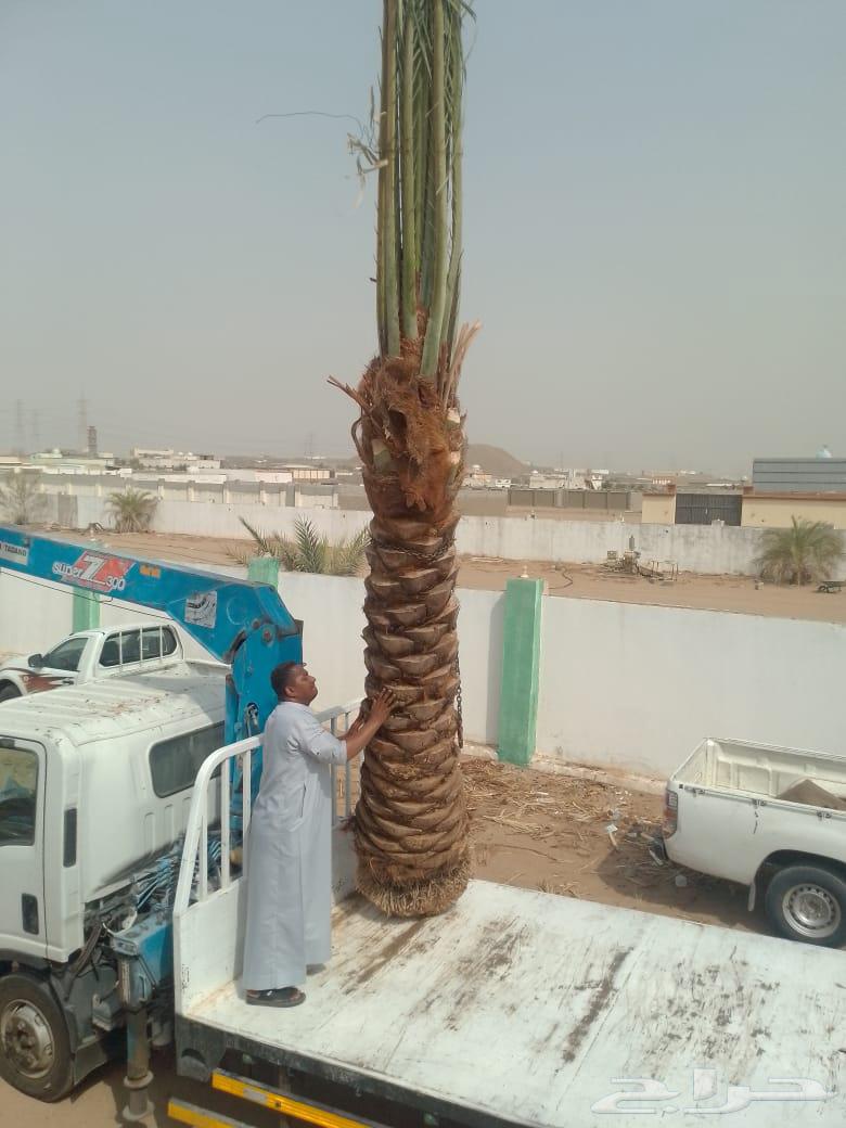 We have palm trees for sale in all suitable sizes and varieties64427317502209112