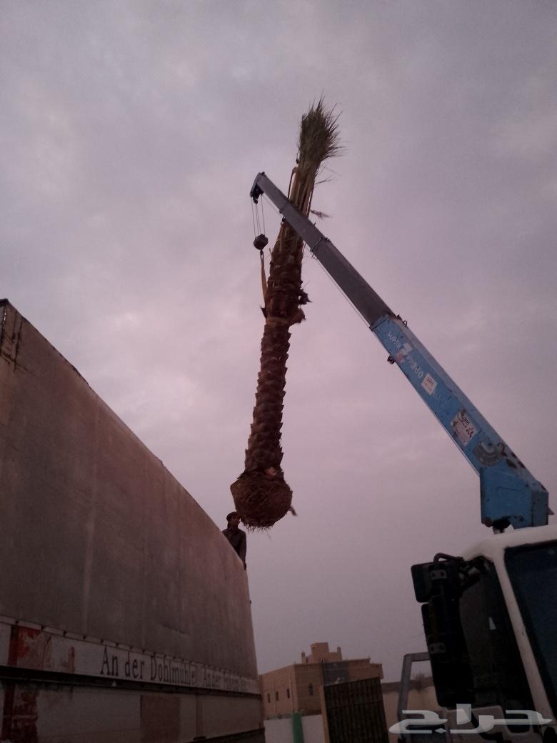 We have palm trees for sale in all suitable sizes and varieties64427317502209113