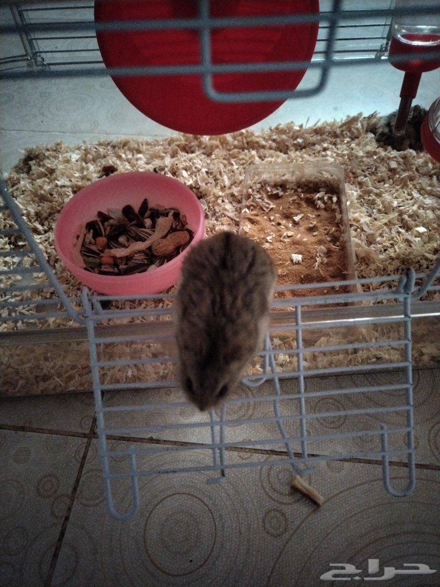 زوج هامستر للبيع64425542950914110