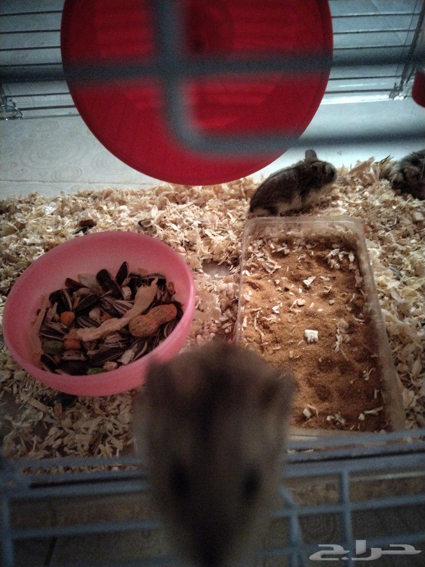 زوج هامستر للبيع64425542950914111