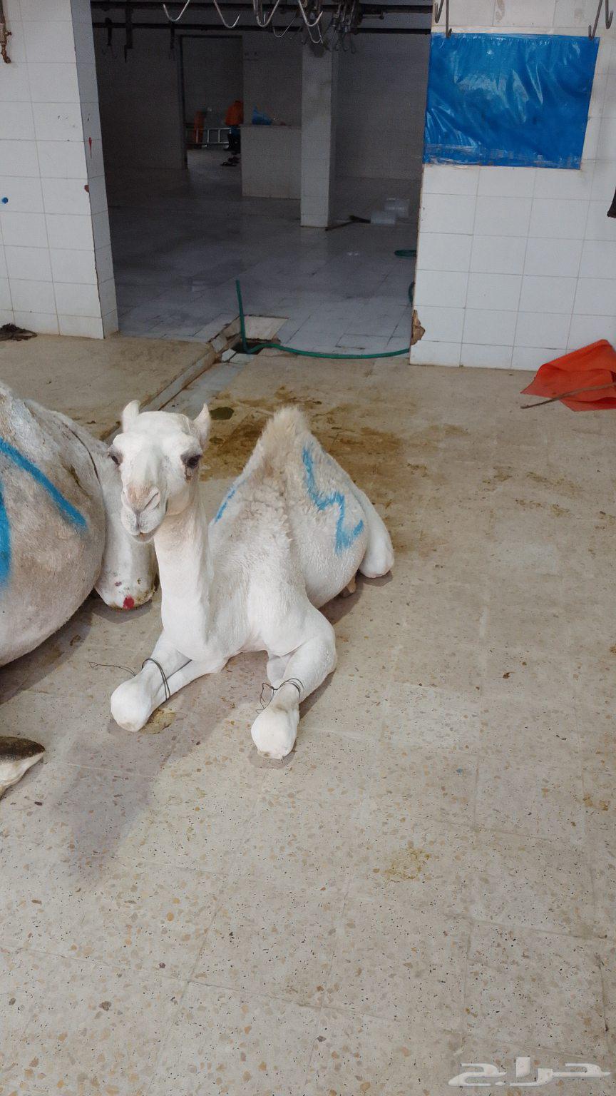 ملحمة بيت الحاشي الباني64432849659777110