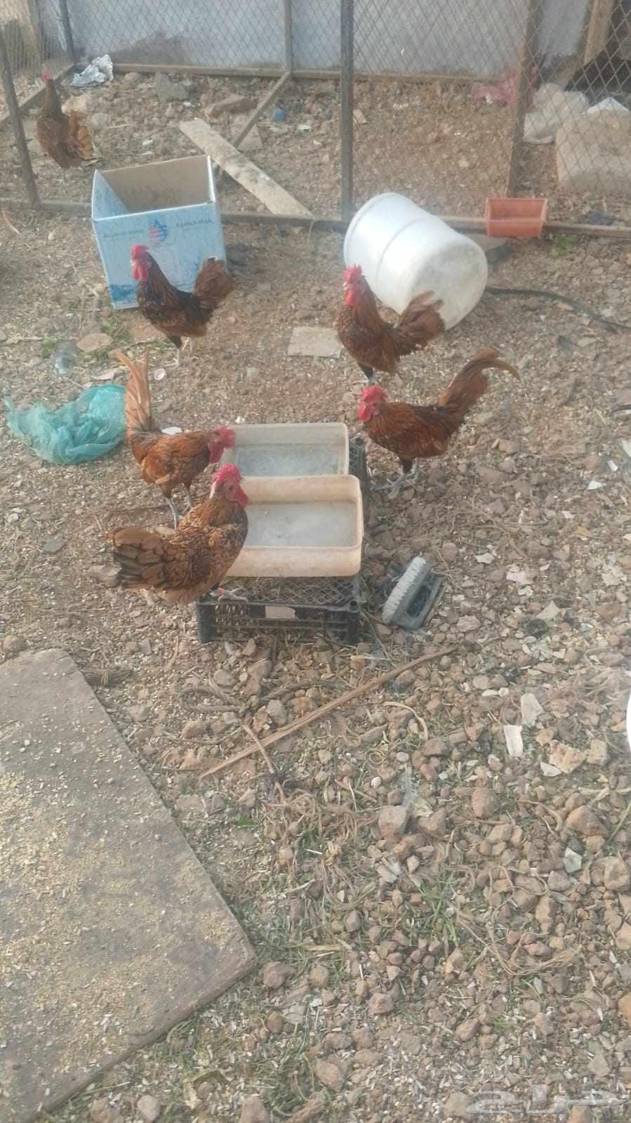 Sprite Chicken64428282212098111