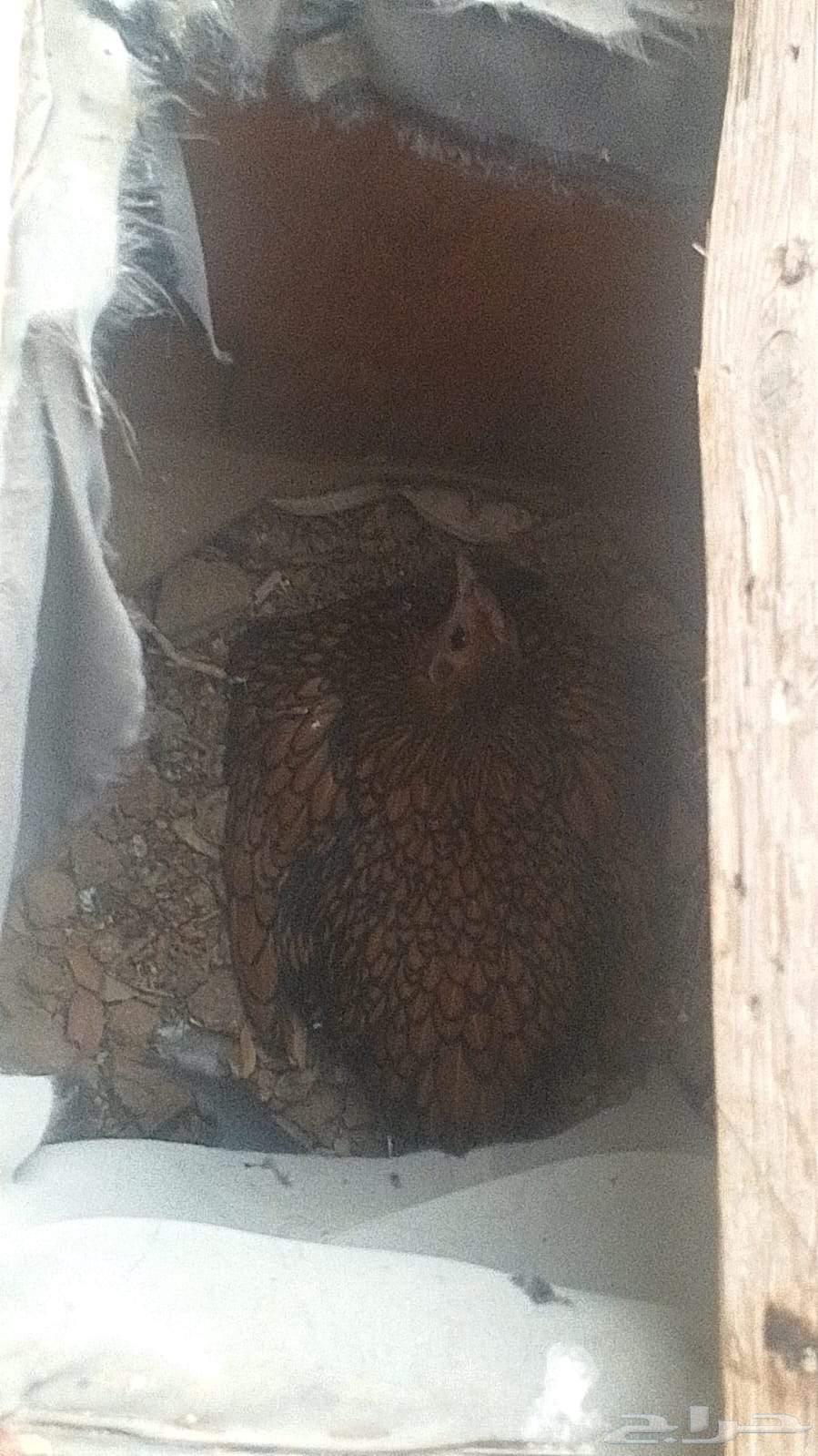 Sprite Chicken64428282212098112