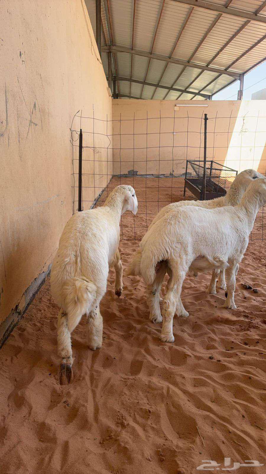 للبيع خرفان تمارا64427784281987110