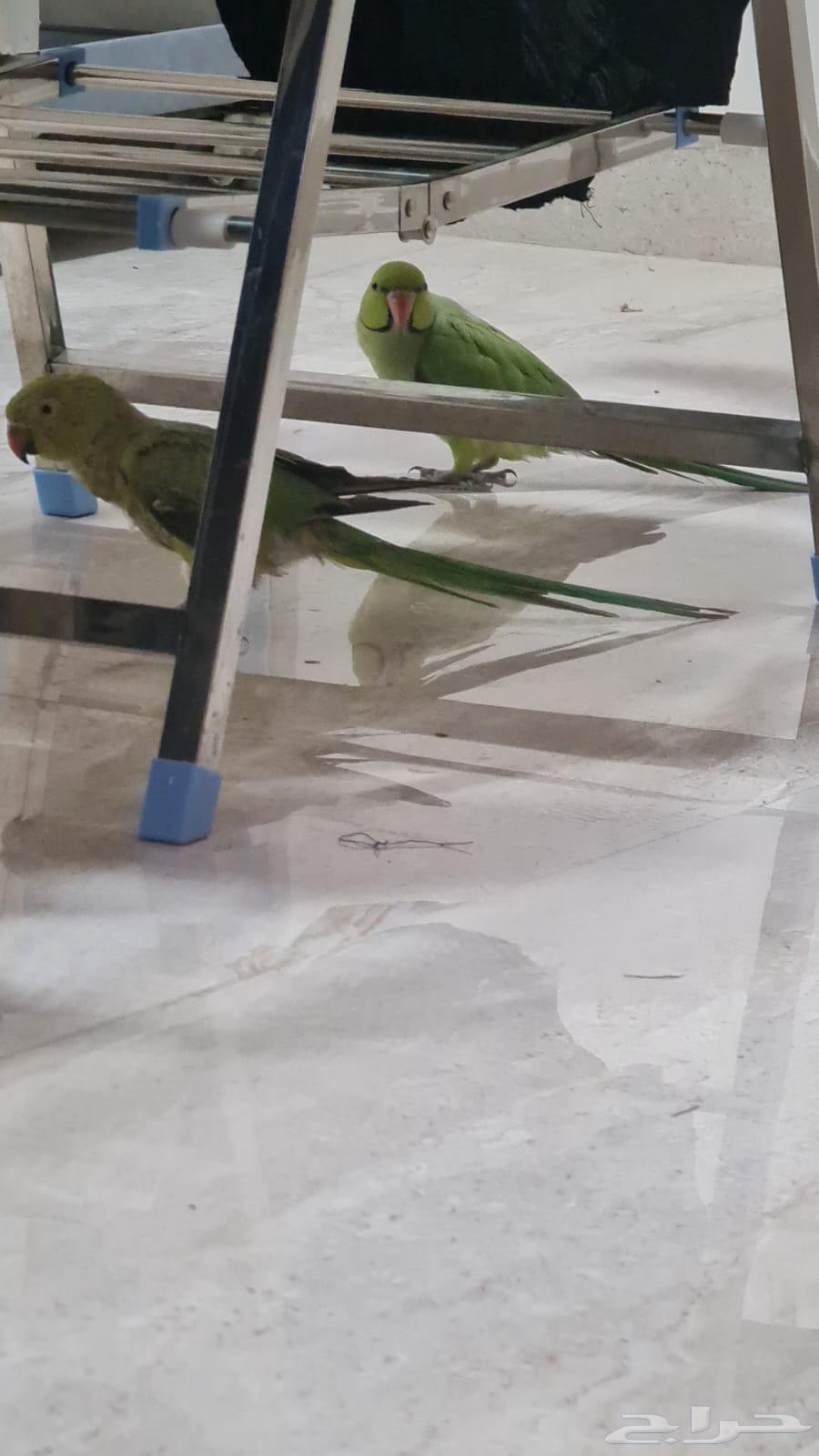 السلام عليكم اقدم لكم ببغاء دره64428376639107110