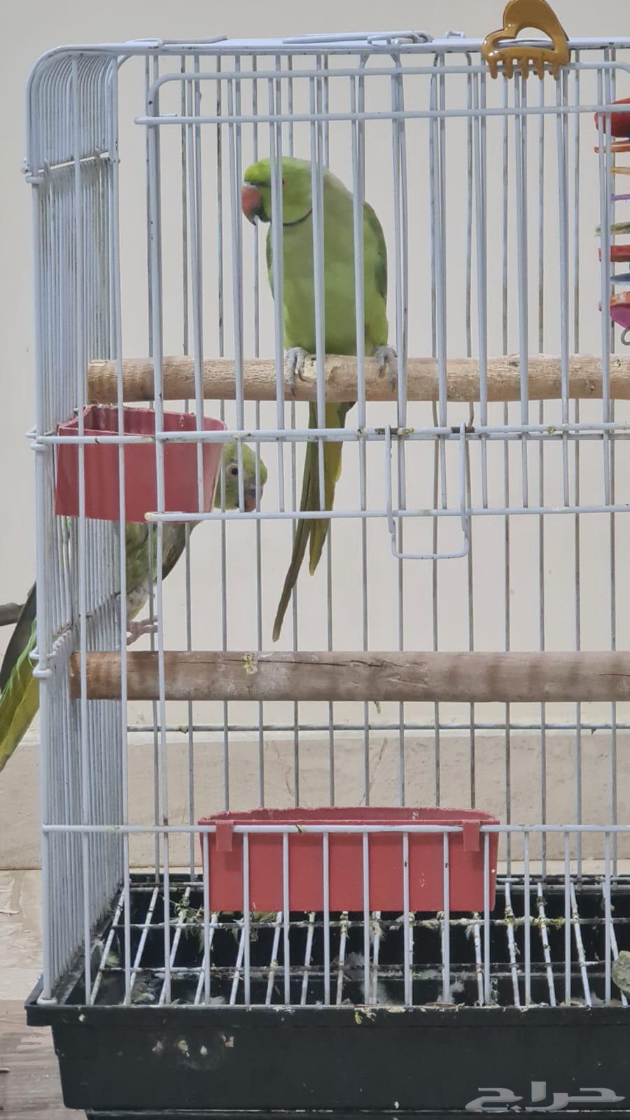 السلام عليكم اقدم لكم ببغاء دره64428376639107111