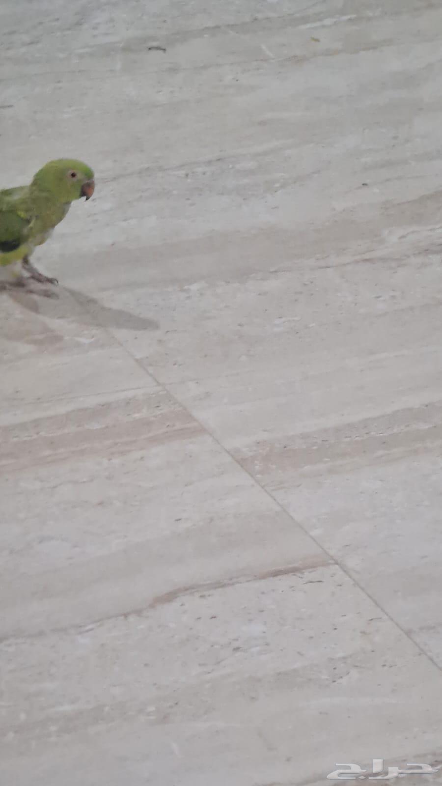 السلام عليكم اقدم لكم ببغاء دره64428376639107114