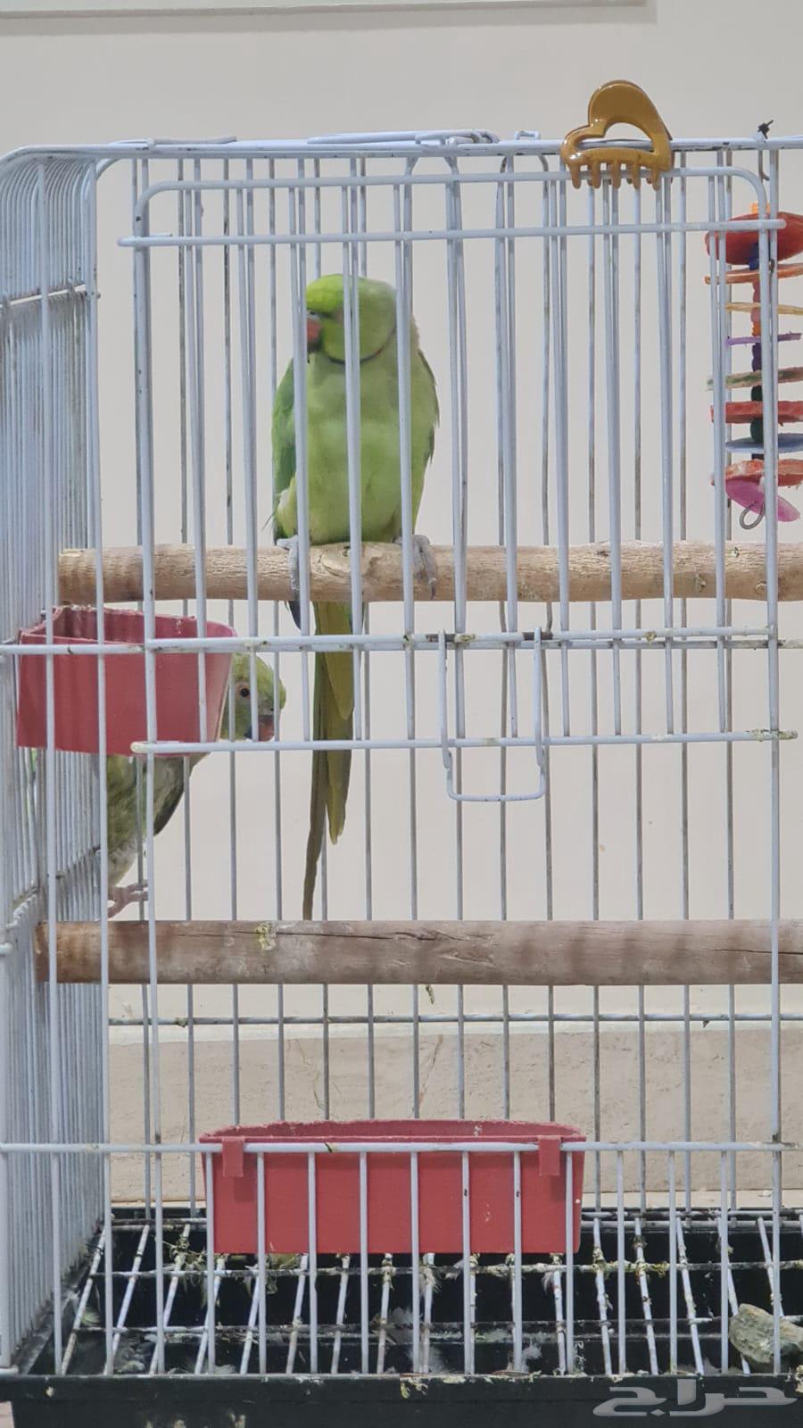 السلام عليكم اقدم لكم ببغاء دره64428376639107112