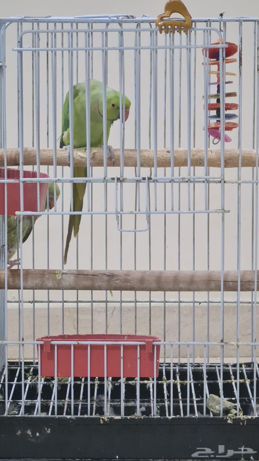 السلام عليكم اقدم لكم ببغاء دره64428376639107113